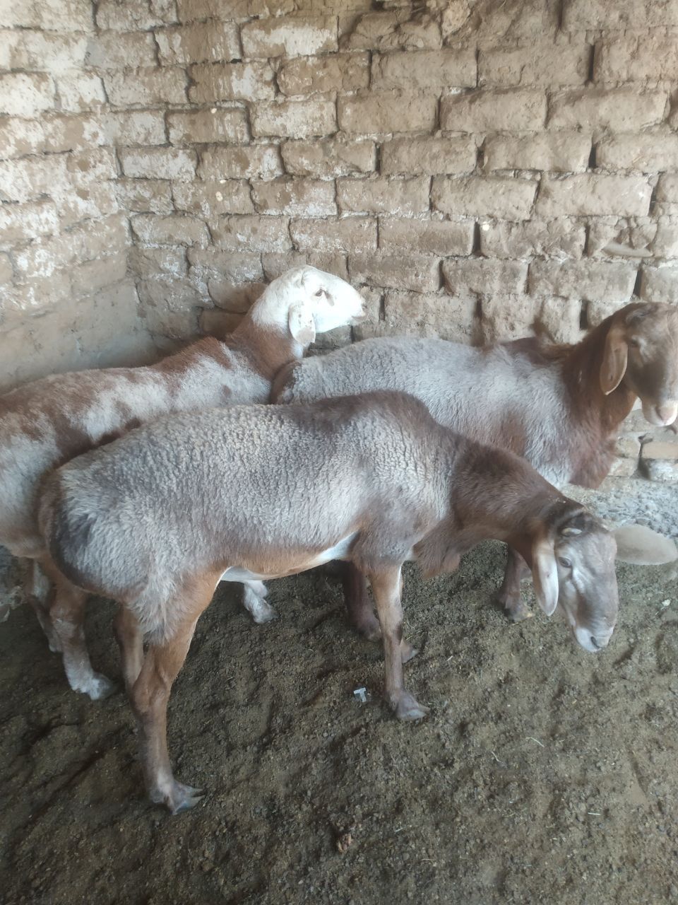 Qochqor qoy arashan zot
