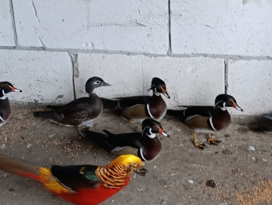 Rate Caroline de vazare