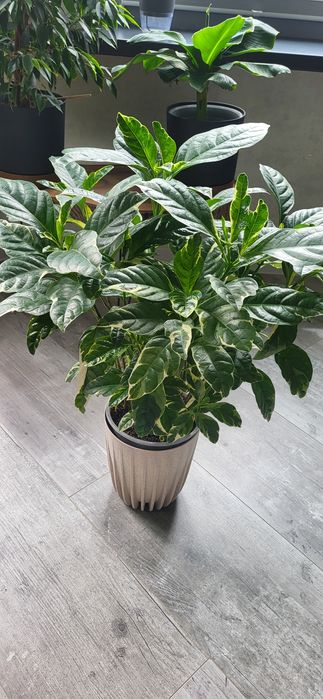 Псевдоэрантемум вариегатный