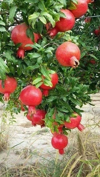 Pomi Fructiferi Exotici ( Rodiu )