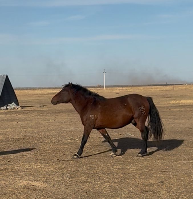 Мугалжар таза канды