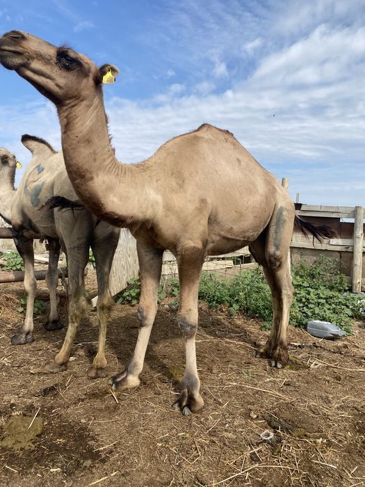 Еркек тайлақ пен, еркек құнанша  сатылады