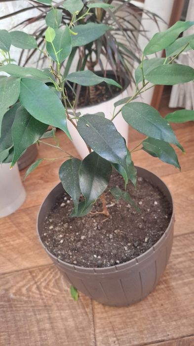 Комнатные цветы.