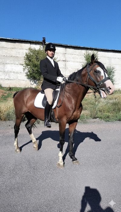 Продаю Лошадь Английской жеребца