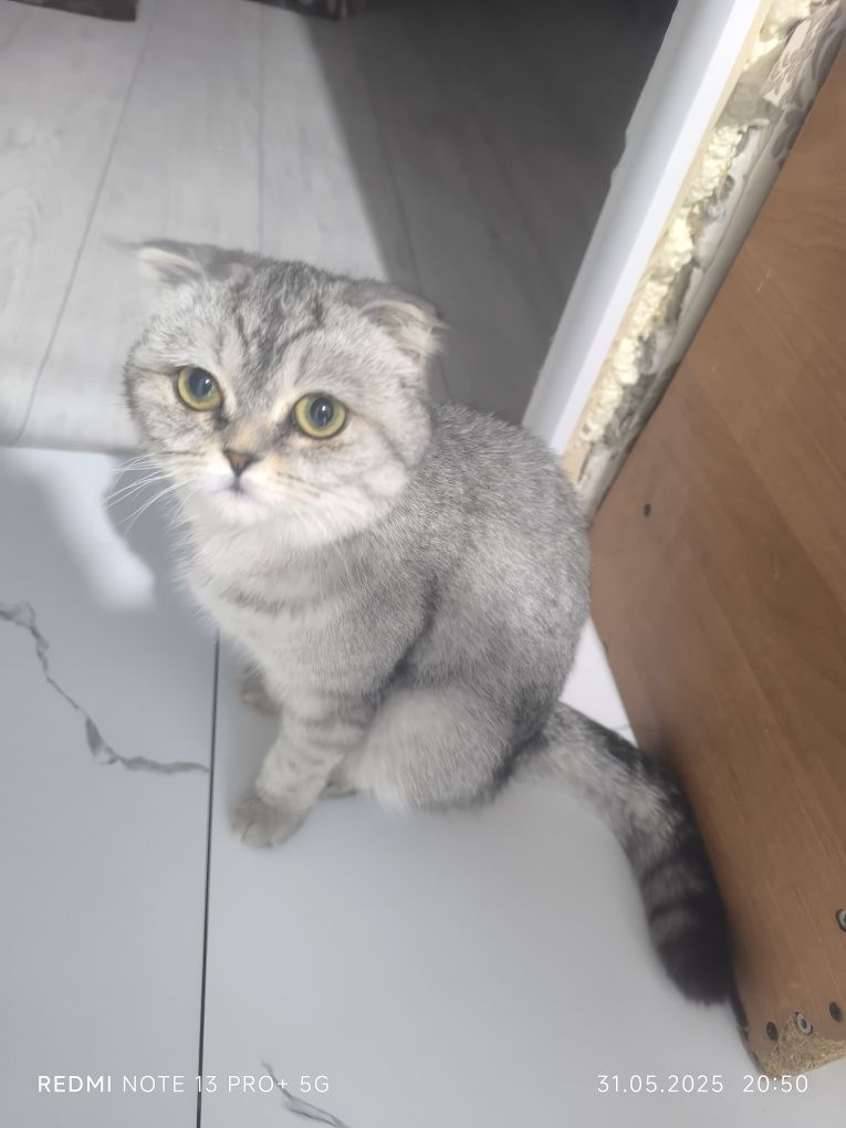 Шотландская вислоуха кошка