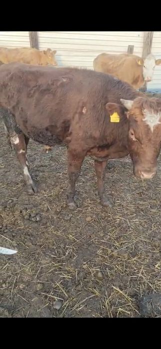 Продам Тёлку и Бұқа