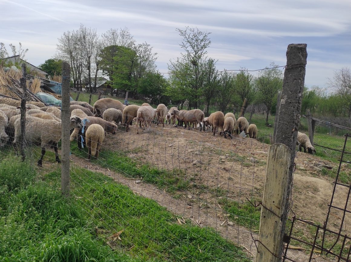 Miei de vânzare preț negociabil