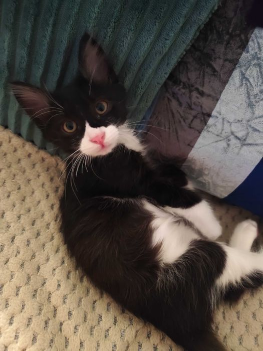 Котенце Пелмен търси дом