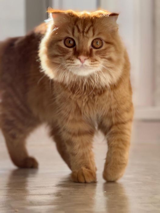 Отдам кота шотландец