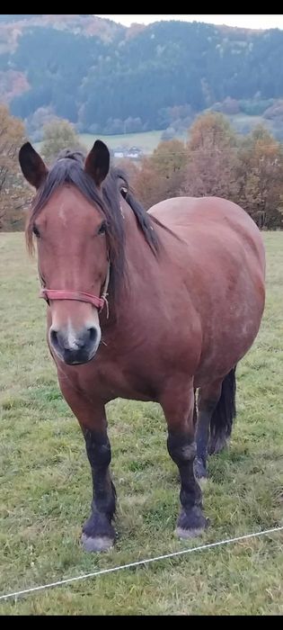 De vanzare cal de 6 ani castrat fara nici Un defect garantat de ori ce