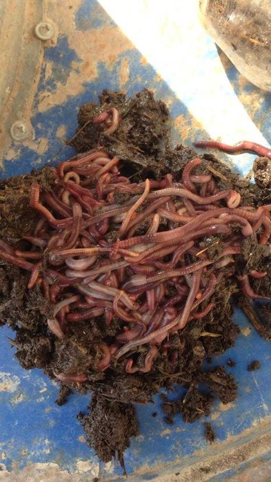 Калифорнийские черви