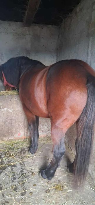 Vând iapa buna de tras