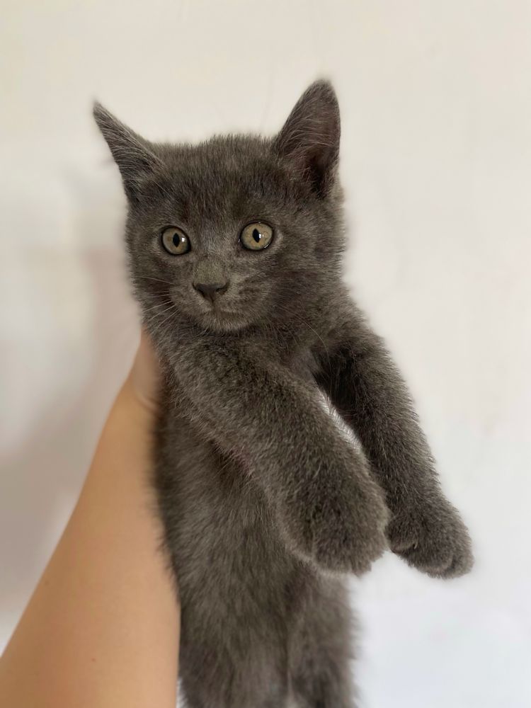 Котята, мысыктар