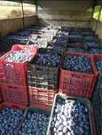 Prune de țuică stanley