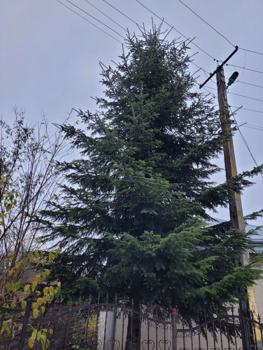 Vînd brad natural foarte înalt pentru Sărbătorile Crăciunului!