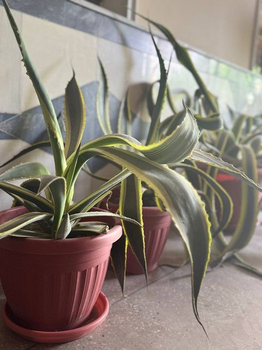 Aloe gullari 2xil
