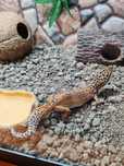 Șopârle Geko Leopard.