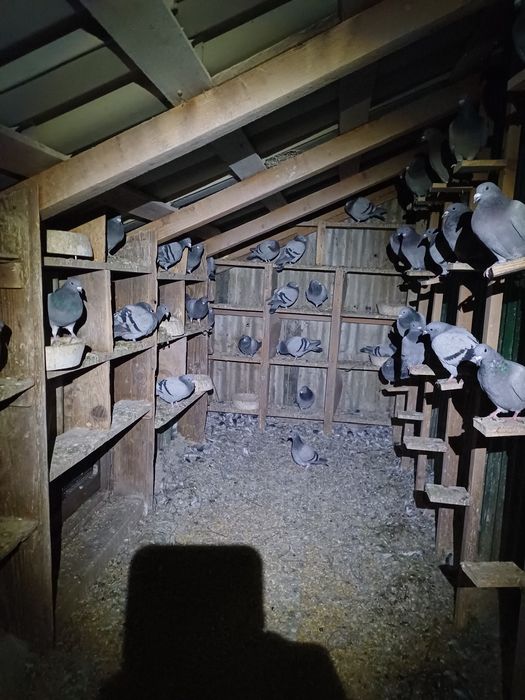 Vând porumbei voiajori