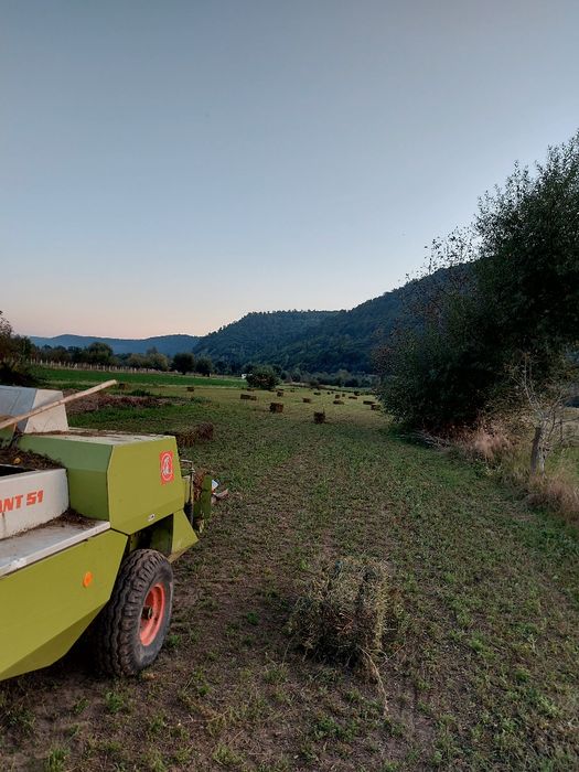 Baloți de lucernă și otravă