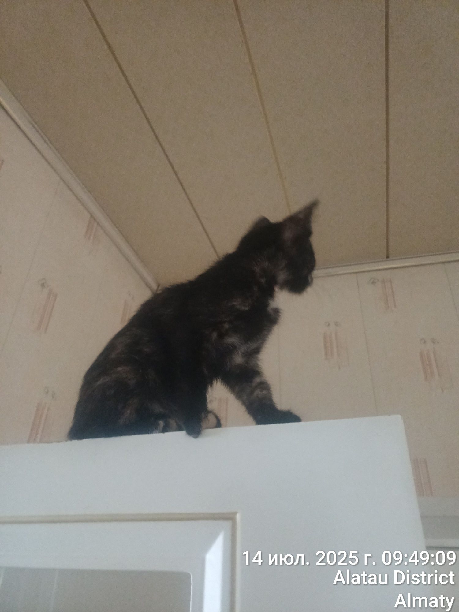 БЕСПЛАТНО. Одан даром