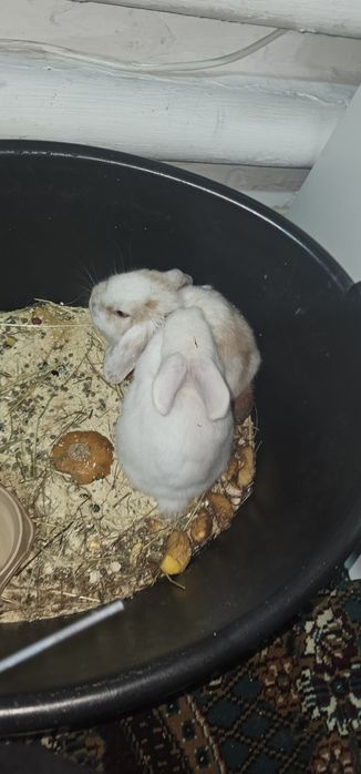 Продам кроликов веслоухих.красивой окраске срочно