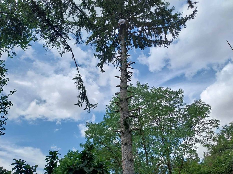 Реже ,кастри опасни дървета !!!