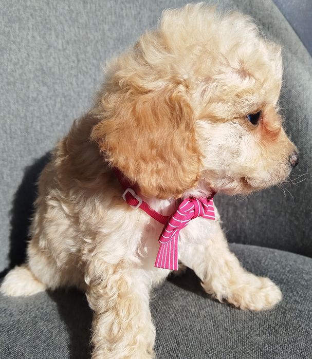 Mini/toy poodle Мини/той момченца