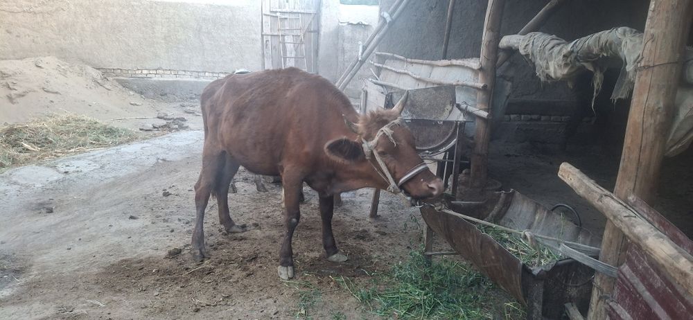 Mollar sotiladi 3 ta 1 da