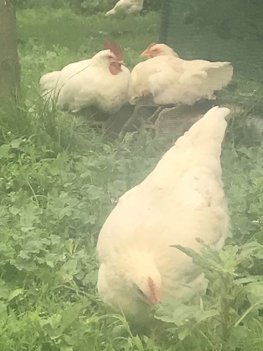 Продавам малки пиленца с майка им