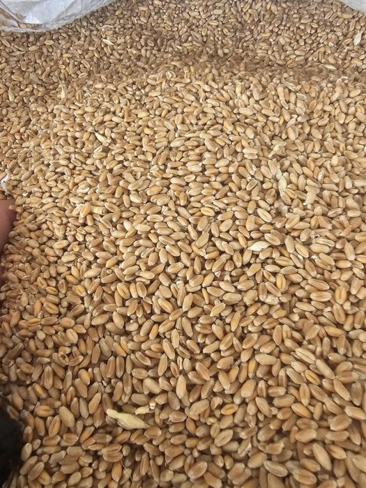 Grau de samanta C2 anapurna