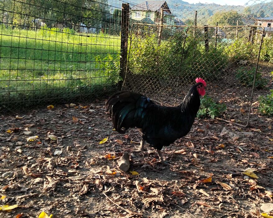 Cocoși tineri,  rasa Australop!