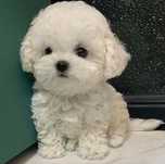Bichon maltez mini toy 2 luni
