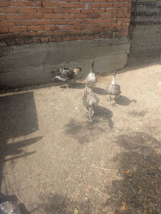 Vand gaste hawaiene (Branta sandvicensis)