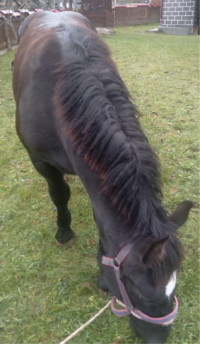 Vand mânză de 6 luni