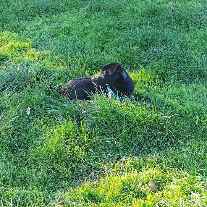 Cateluș spre adopție