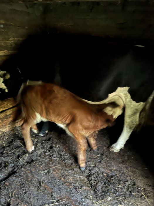 Vaca cu vitea de vanzare