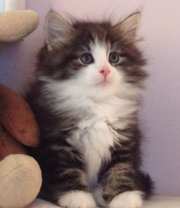 Siberiană de Pădure