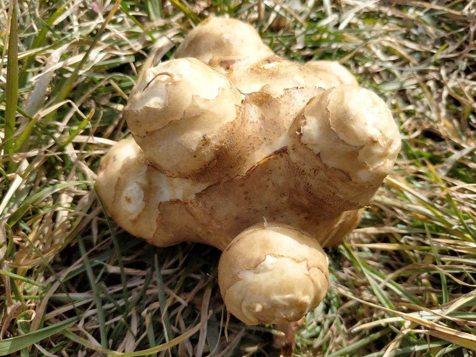 Făină de Topinambur deshidratat – bogată în Inulină, 100% Natural