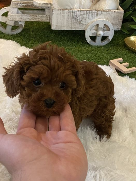 Pudel Toy – eleganți, inteligenți și foarte afectuoși