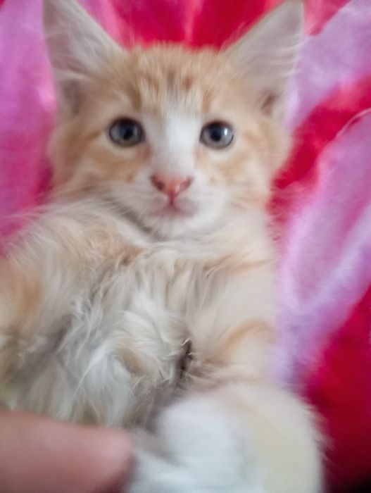 Бесплатно котята