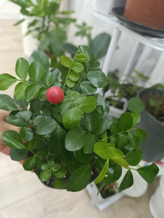 Мурайя-комнатное растение