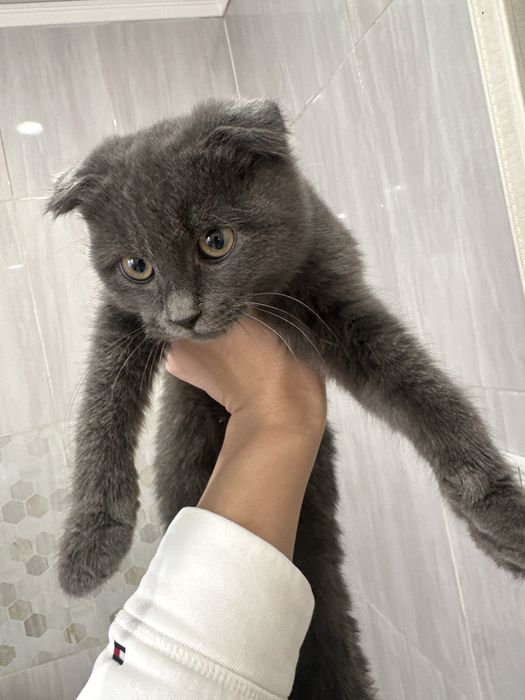 Отдам вислоухого кота