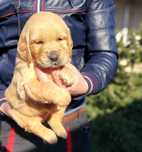 Golden Retriever crem cu certificat tip A
