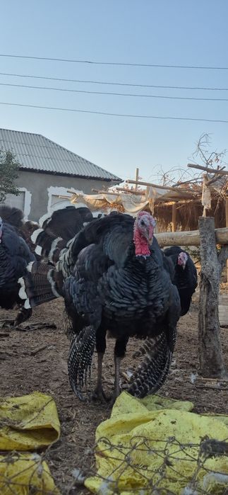 Kurka gʻoz horoz tovuq bor