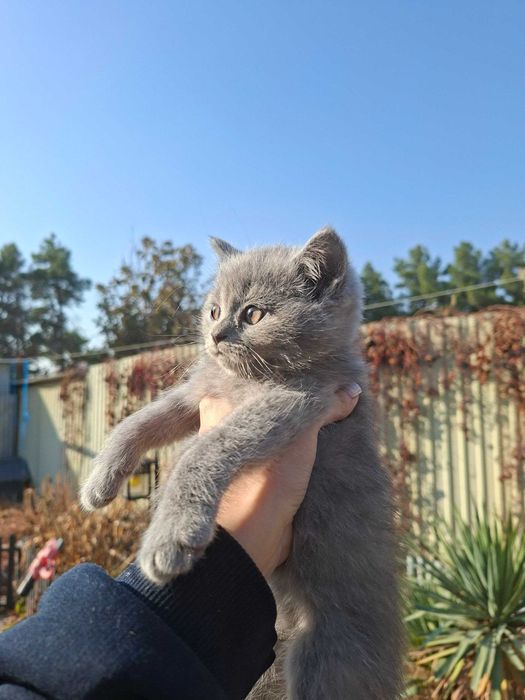 Котята есть мальчики и девочки