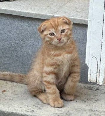 Чистокровный кот