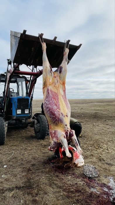 Продам конина жиликтеп 2900