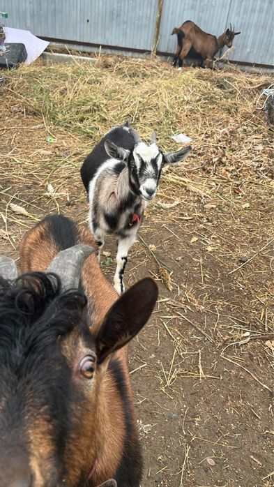 Ешкілер сатылады