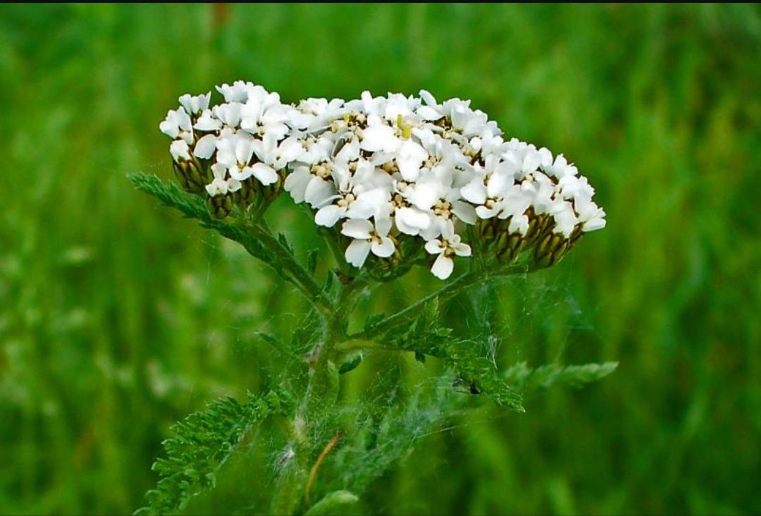 Vând floare de soc