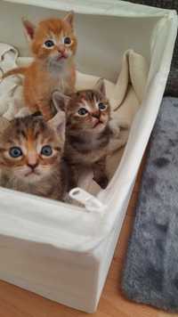 Сладки котенца търсят дом